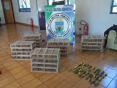 PMA de Costa Rica autua dois traficantes com 600 canários
