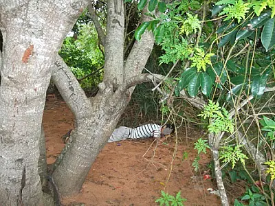 Menor é encontrado morto na cidade de Água Clara