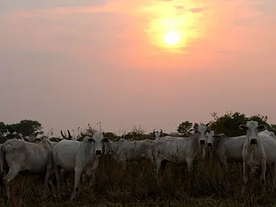 Faltam dois dias para fim do prazo da Declaração Semestral de Rebanhos