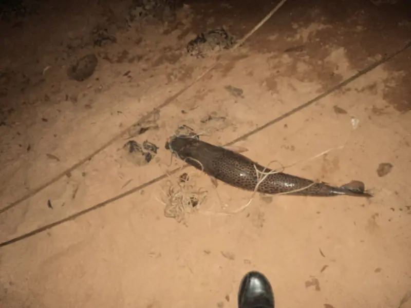 PMA autua três pescadores por pesca predatória no rio Anhanduí