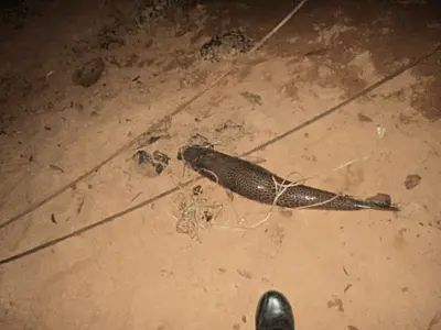 PMA autua três pescadores por pesca predatória no rio Anhanduí