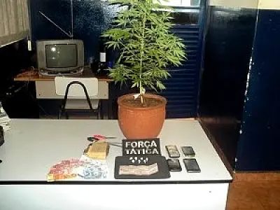 Adolescente de Nova Andradina é apreendido com planta de maconha