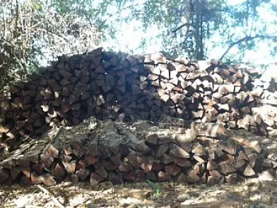 PMA autua proprietário por exploração ilegal de madeira