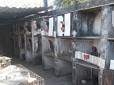 Em 2017, PMA autuou 75 infratores por maus-tratos e aplicou R$ 1,6 milhão em multas
