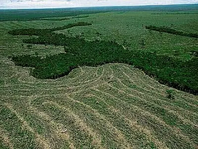 Código Florestal tem texto-base aprovado no Senado