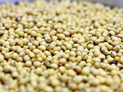 Expedição que avalia produção de soja vai fazer 4 paradas em MS