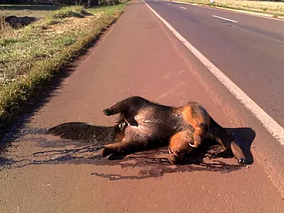 Bióloga registra mortes de Tamanduá-Bandeira em rodovia