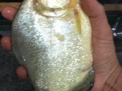 PMA prende pescador paulista que tenta fugir e cai da embarcação