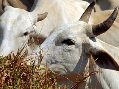 Pacto pela pecuária sustentável evita que consumidor compre carne de área desmatada