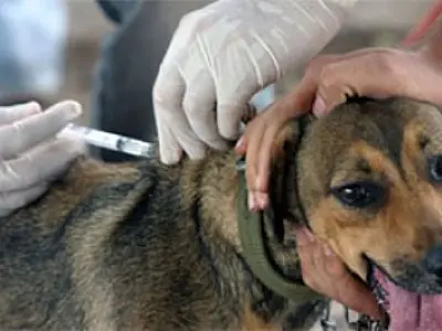 Vacinação de Cães e gatos começam neste sábado