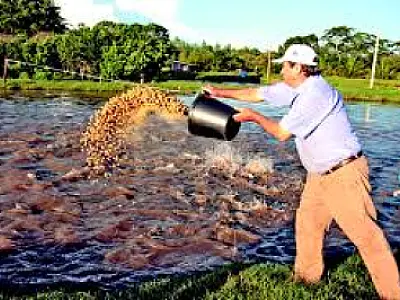 Piscicultura é alternativa econômica para produtores rurais de MS