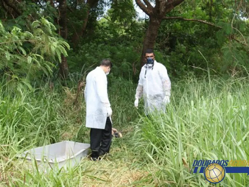 Polícia prende assassinos de mulher encontrada às margens de rodovia