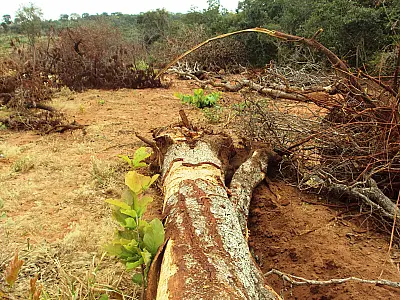 Agrônomo é autuado em R$ 24,6 mil por desmatamento e exploração ilegal de madeira