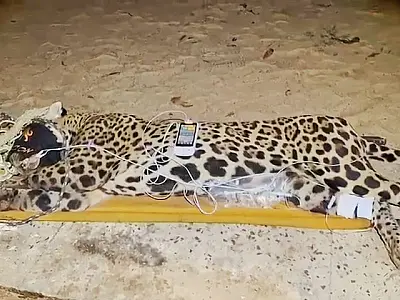 Onça-pintada é capturada pela PMA e será atendida no centro de reabilitação