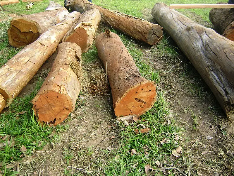 PMA fecha serraria ilegal em fazenda de Paranaíba