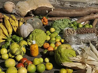 Governo destina R$ 21 bilhões para financiar a agricultura familiar