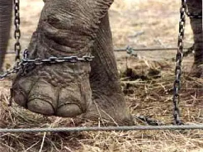 Projeto que proíbe animais em circos do Brasil é aprovado no Senado