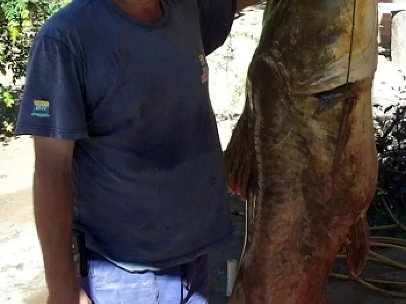 São-gabrielense pesca Jaú de 80 quilos o rio Taquari em Coxim