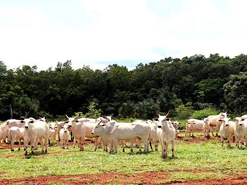 Etapas de vacinação contra aftosa são invertidas em Mato Grosso do Sul
