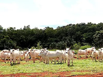 Etapas de vacinação contra aftosa são invertidas em Mato Grosso do Sul
