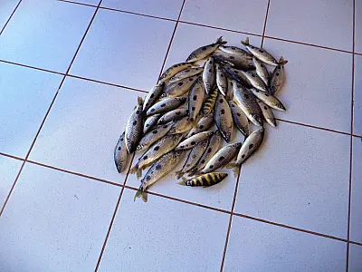 PMA autua pescadores por captura de peixe fora da medida e pescar em local proibido