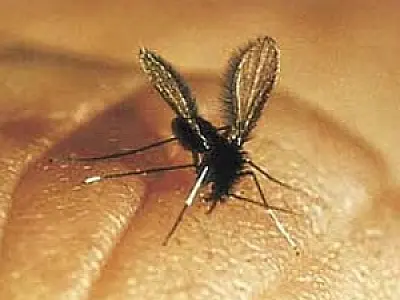 Caso de leishmaniose humana é descoberto em Dourados