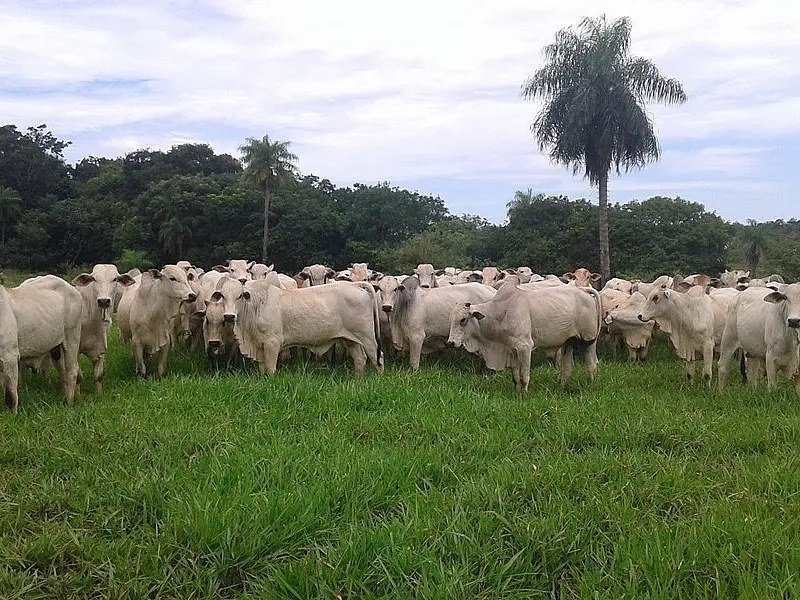 Código Florestal: Compensação ambiental é tema de palestra para produtores na segunda-feira