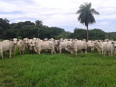 Código Florestal: Compensação ambiental é tema de palestra para produtores na segunda-feira
