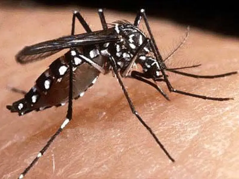 Vacina contra a dengue pode chegar ser disponibilizada ao mercado em 2015