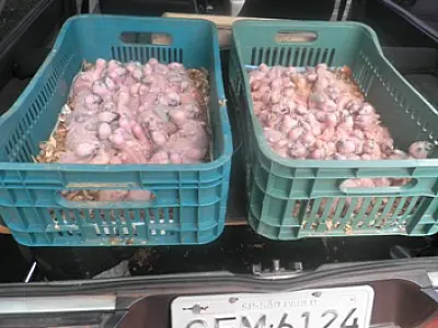 Traficante de papagaios é multado em R$ 70 mil e animais estão no CRAS para tratamento