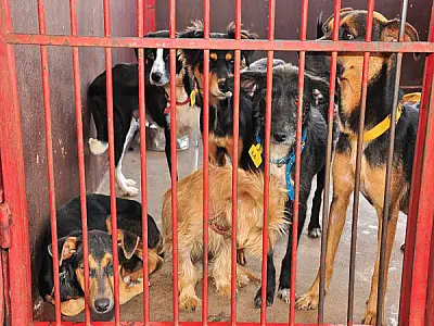 CCZ de Dourados doa cães e gatos para adoção