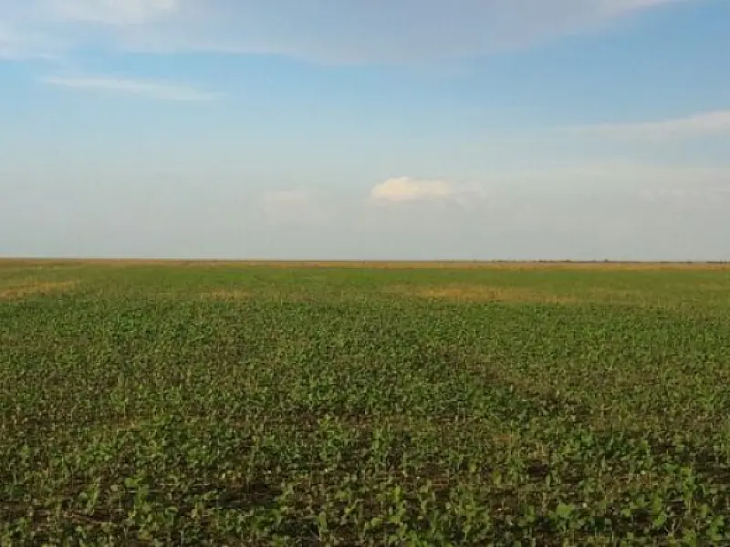 Área plantada de soja aumenta 140 mil hectares e bate recorde no Estado