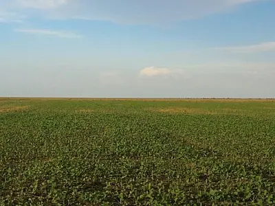 Área plantada de soja aumenta 140 mil hectares e bate recorde no Estado