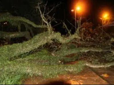 Árvore centenária cai durante temporal em Dourados