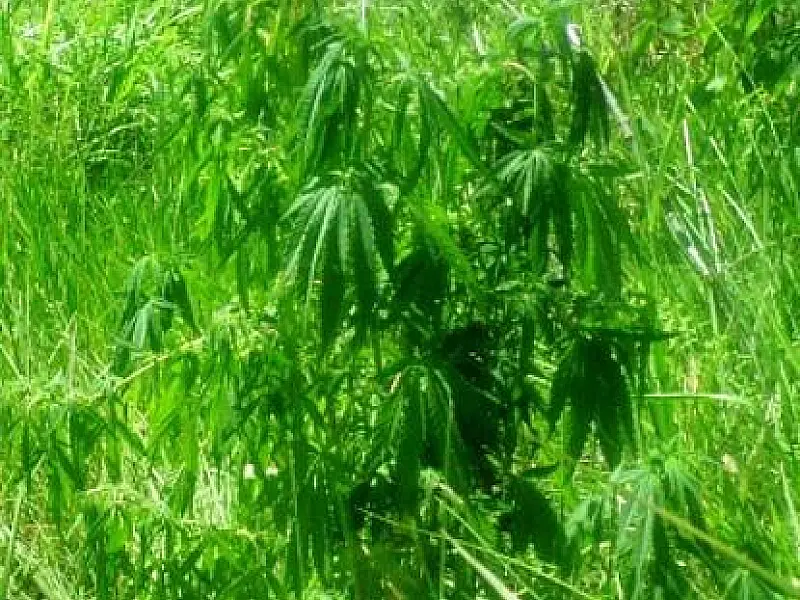 Polícia Civil destrói plantação de maconha e prende dois por tráfico em MS