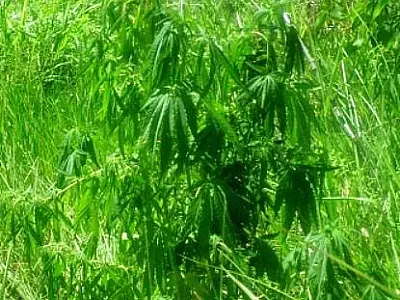 Polícia Civil destrói plantação de maconha e prende dois por tráfico em MS