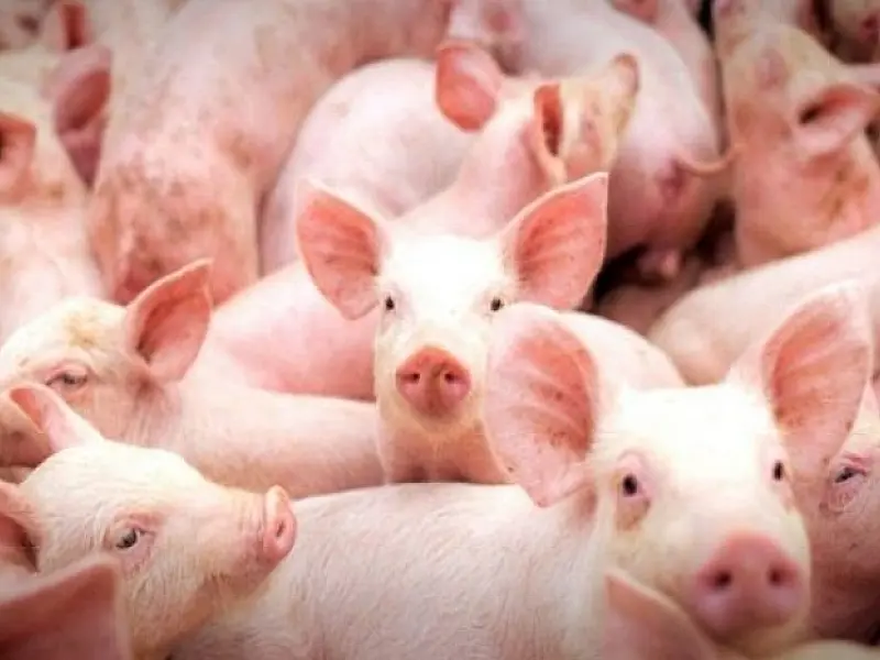 MS no Campo destaca a produção de energia a partir de dejetos de suínos; são as granjas sustentáveis