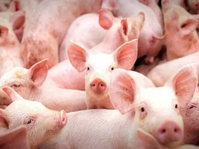 MS no Campo destaca a produção de energia a partir de dejetos de suínos; são as granjas sustentáveis
