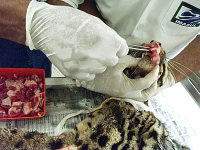 Veterinários do CRAS tentam salvar jaguatirica atacada por cães em Itaporã