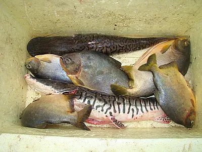 Pescador é multado em R$ 760,00 por pesca ilegal