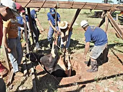 Novilha de aproximadamente 200 quilos cai em poço na cidade de Deodápolis