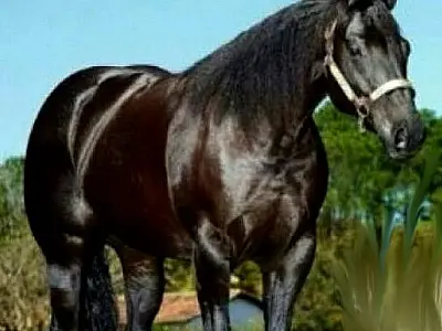 Éguas furtadas avaliadas em 90 mil são recuperadas pela Derf