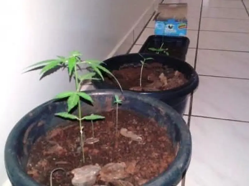 Jovem é preso após confessar cultivo de maconha em sua residência