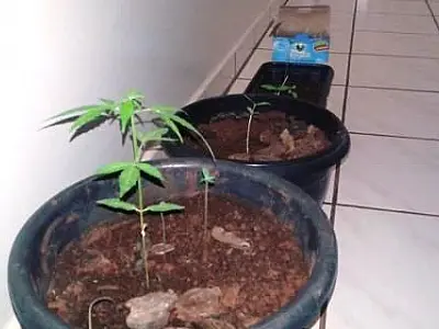Jovem é preso após confessar cultivo de maconha em sua residência