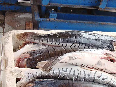 Comerciante é autuado por transporte irregular de pescado