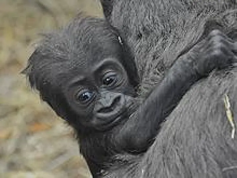 Bebê gorila morre por causa de briga zoo em Londres
