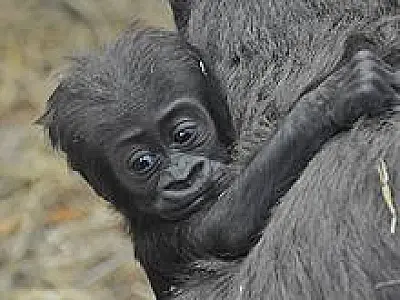 Bebê gorila morre por causa de briga zoo em Londres