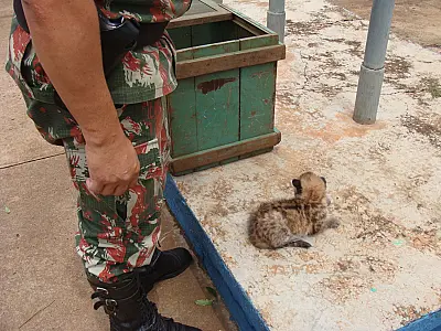 Filhote de onça é encontrado em canavial, este é o 4º caso esse ano