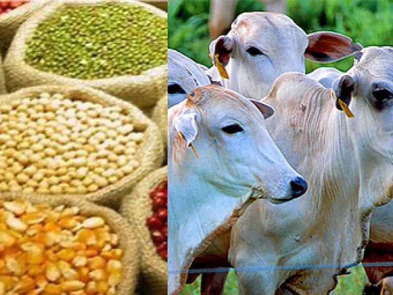 Agronegócio: Exportações ultrapassam US$ 85 bilhões nos últimos 12 meses
