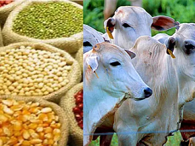 Agronegócio: Exportações ultrapassam US$ 85 bilhões nos últimos 12 meses